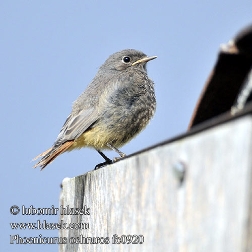 Phoenicurus ochruros fc0920