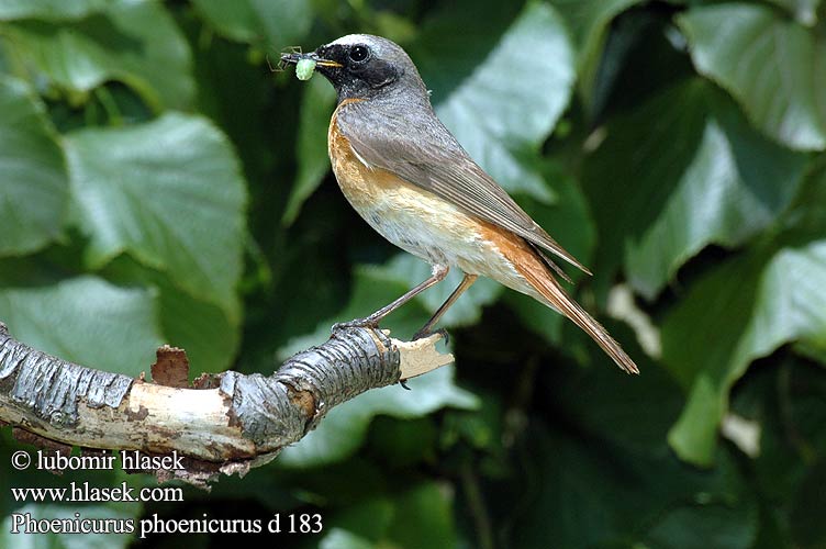 Europese Rooistert Kızılkuyruk חכלילית עצים Pleszka Kerti rozsdafarkú Žľtochvost hôrny Erickinš Lepalind Phoenicurus phoenicurus Redstart Gartenrotschwanz Rougequeue front blanc Colirrojo Real Rehek zahradní Rødstjert Gekraagde Roodstaart Leppälintu Codirosso Rødstjert Rödstjärt 红尾鸲 горихвостка シロビタイジョウビタキ الحميراء Κοκκινούρης Rabirruivo-de-testa-branca Звичайна горихвістка