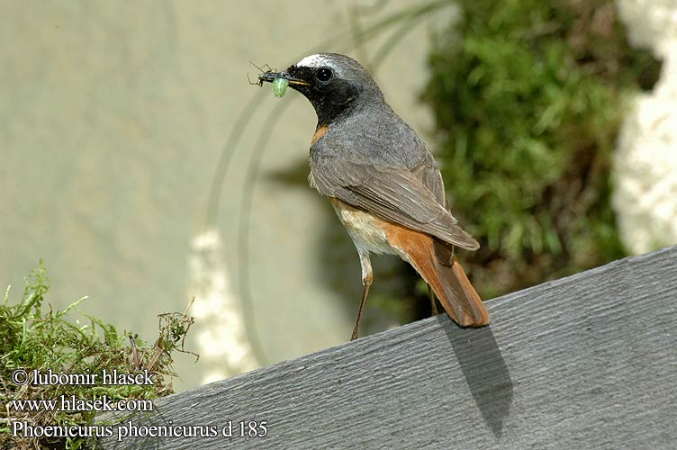 Žľtochvost hôrny Erickinš Lepalind Phoenicurus phoenicurus Redstart Gartenrotschwanz Rougequeue front blanc Colirrojo Real Rehek zahradní Rødstjert Gekraagde Roodstaart Leppälintu Codirosso Rødstjert Rödstjärt 红尾鸲 горихвостка シロビタイジョウビタキ الحميراء Κοκκινούρης Rabirruivo-de-testa-branca Звичайна горихвістка Europese Rooistert Kızılkuyruk חכלילית עצים Pleszka Kerti rozsdafarkú