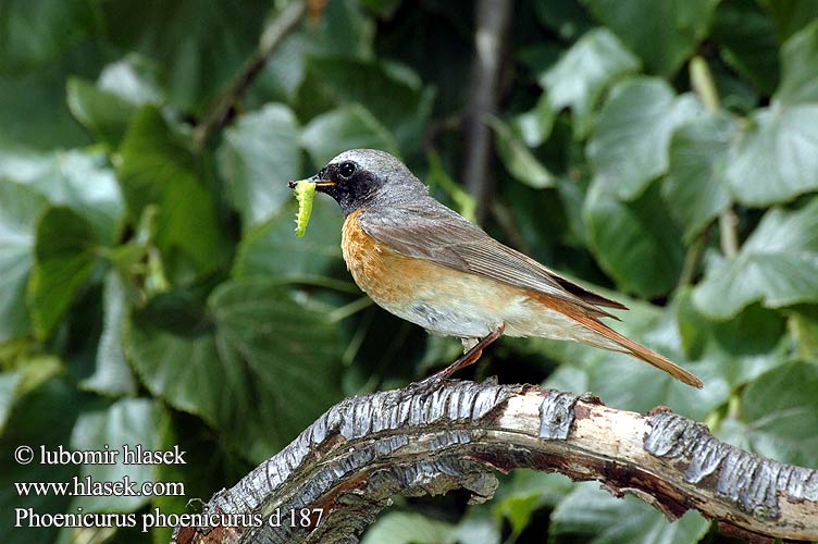 Redstart Gartenrotschwanz Rougequeue front blanc Colirrojo Real Rehek zahradní Rødstjert Gekraagde Roodstaart Leppälintu Codirosso Rødstjert Rödstjärt 红尾鸲 горихвостка シロビタイジョウビタキ الحميراء Κοκκινούρης Rabirruivo-de-testa-branca Звичайна горихвістка Europese Rooistert Kızılkuyruk חכלילית עצים Pleszka Kerti rozsdafarkú Žľtochvost hôrny Erickinš Lepalind Phoenicurus phoenicurus