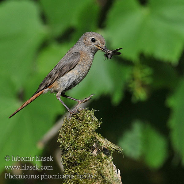 Phoenicurus phoenicurus Redstart Gartenrotschwanz Rehek zahradní