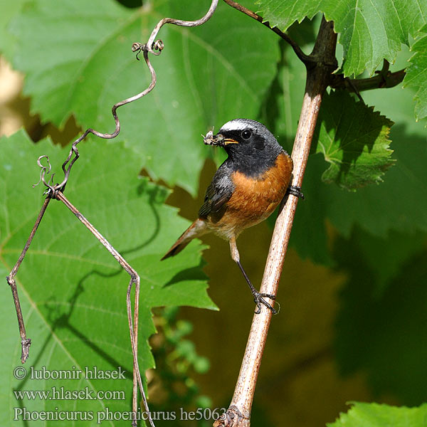 Phoenicurus phoenicurus Redstart Gartenrotschwanz Rehek zahradní