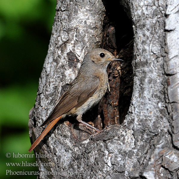 Phoenicurus phoenicurus Redstart Gartenrotschwanz Rehek zahradní