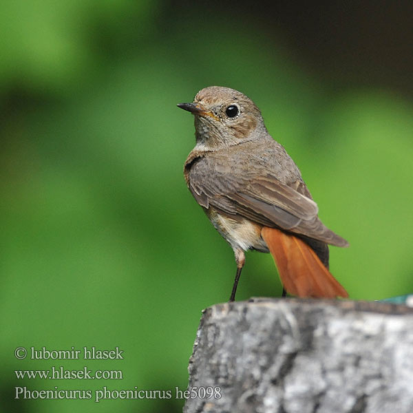 Phoenicurus phoenicurus Redstart Gartenrotschwanz Rehek zahradní