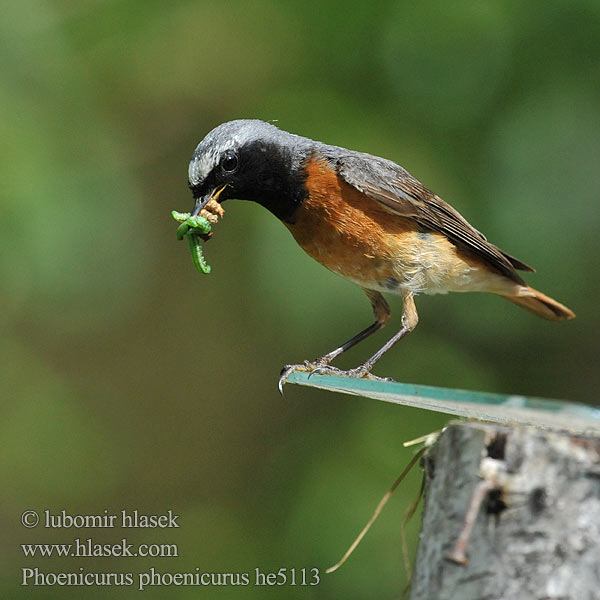 Phoenicurus phoenicurus Redstart Gartenrotschwanz Rehek zahradní