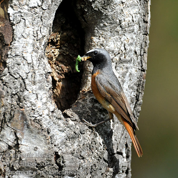 Phoenicurus phoenicurus Redstart Gartenrotschwanz Rehek zahradní