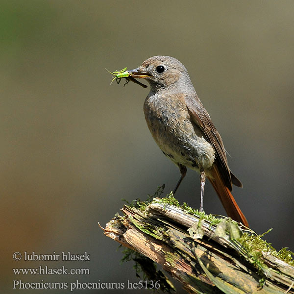 Phoenicurus phoenicurus Redstart Gartenrotschwanz Rehek zahradní