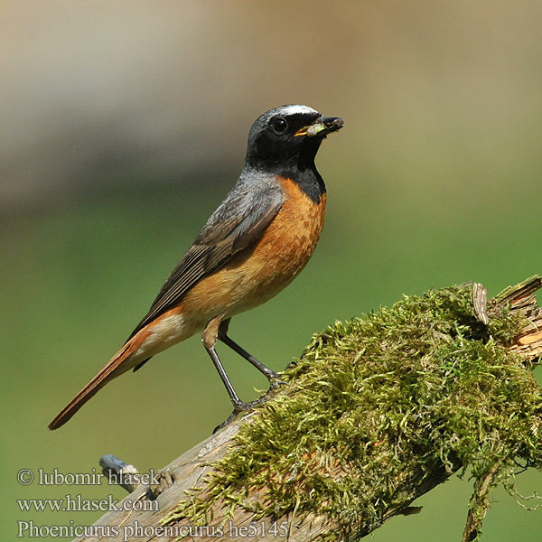 Phoenicurus phoenicurus Redstart Gartenrotschwanz Rehek zahradní