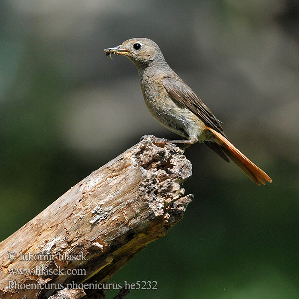 Phoenicurus phoenicurus Redstart Gartenrotschwanz Rehek zahradní