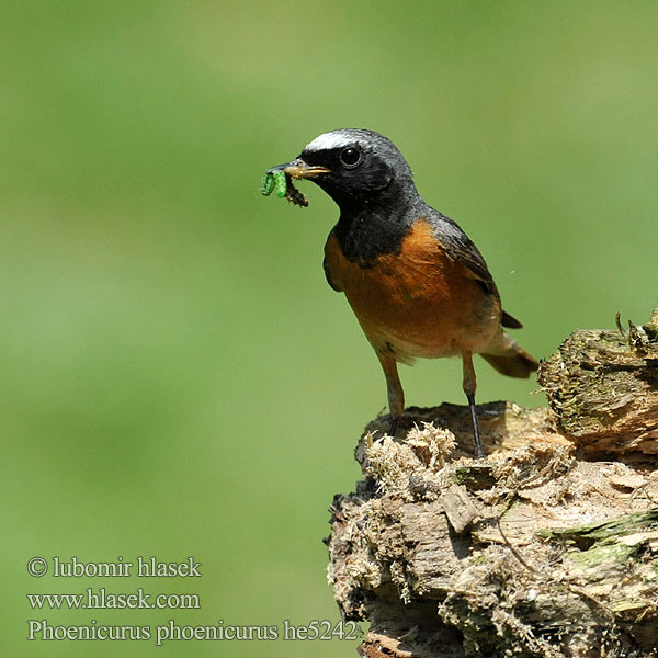 Phoenicurus phoenicurus Redstart Gartenrotschwanz Rehek zahradní