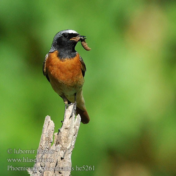 Phoenicurus phoenicurus Redstart Gartenrotschwanz Rehek zahradní