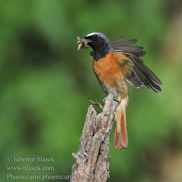 Phoenicurus phoenicurus Redstart Gartenrotschwanz Rehek zahradní