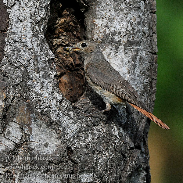 Phoenicurus phoenicurus Redstart Gartenrotschwanz Rehek zahradní