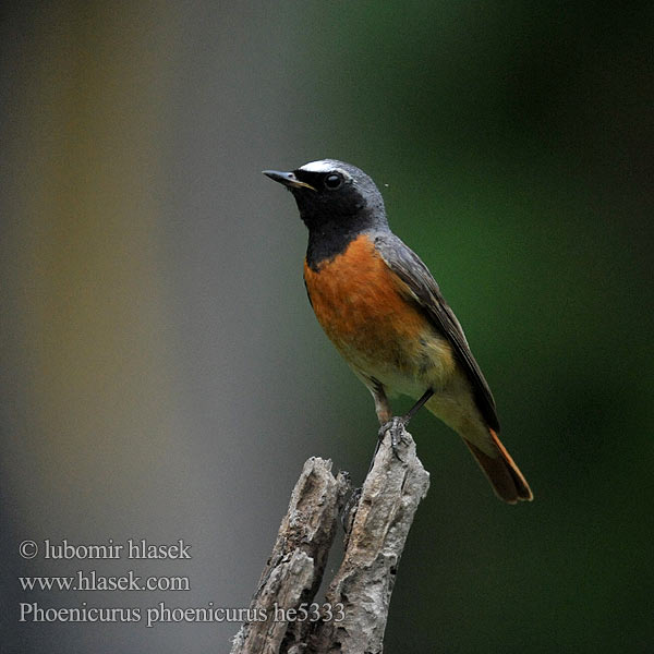 Phoenicurus phoenicurus Redstart Gartenrotschwanz Rehek zahradní