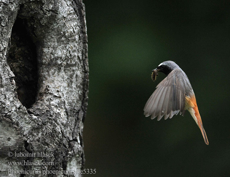 Phoenicurus phoenicurus Redstart Gartenrotschwanz Rehek zahradní