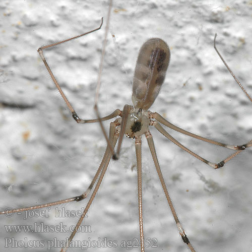 Pholcus phalangioides Třesavka velká Große Zitterspinne Nasosznik trzęś