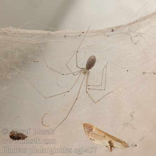 Pholcus phalangioides Фолькус фаланговидный Grote trilspin