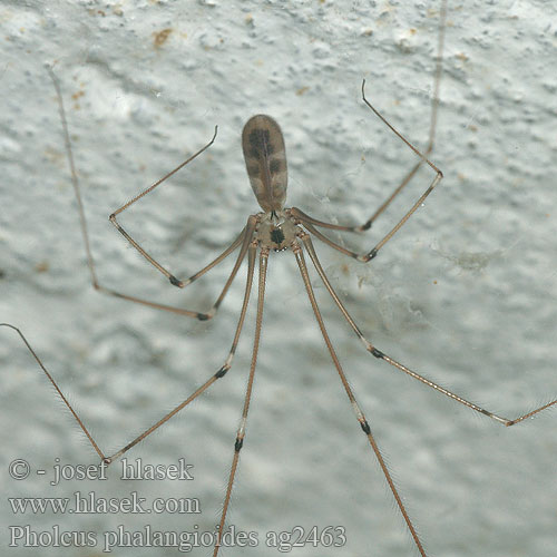 Pholcus phalangioides Trasavka veľká Större dallerspindel Araña Patas Largas 家幽靈蛛