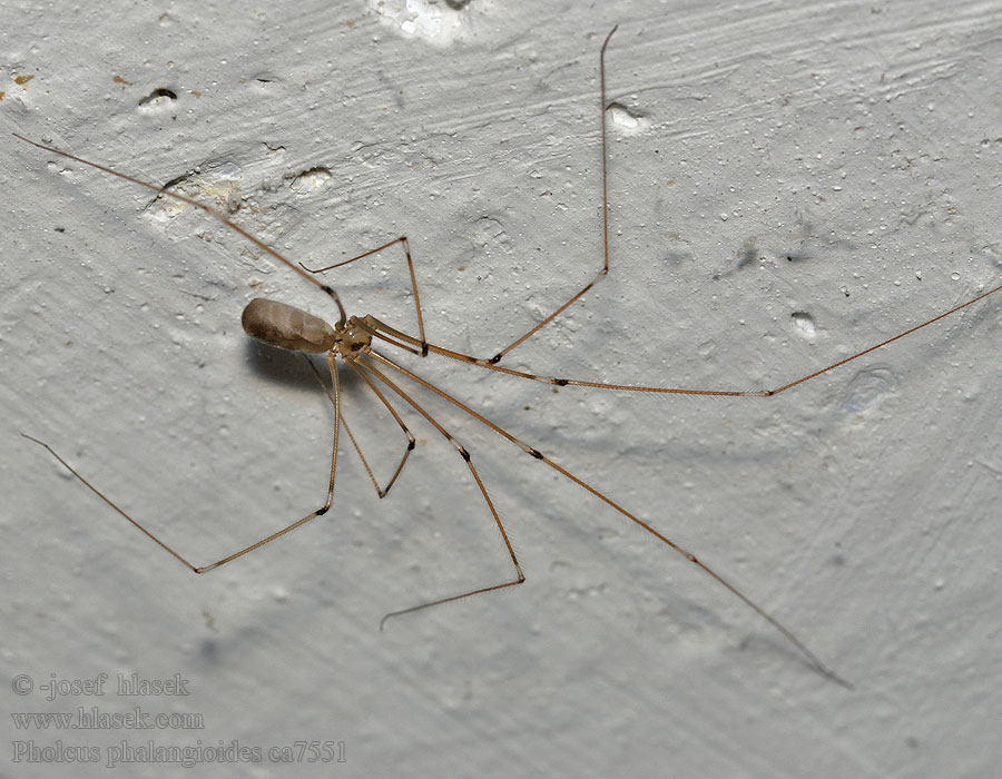 Třesavka velká Pholcus phalangioides