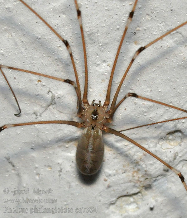 Große Zitterspinne Pholcus phalangioides