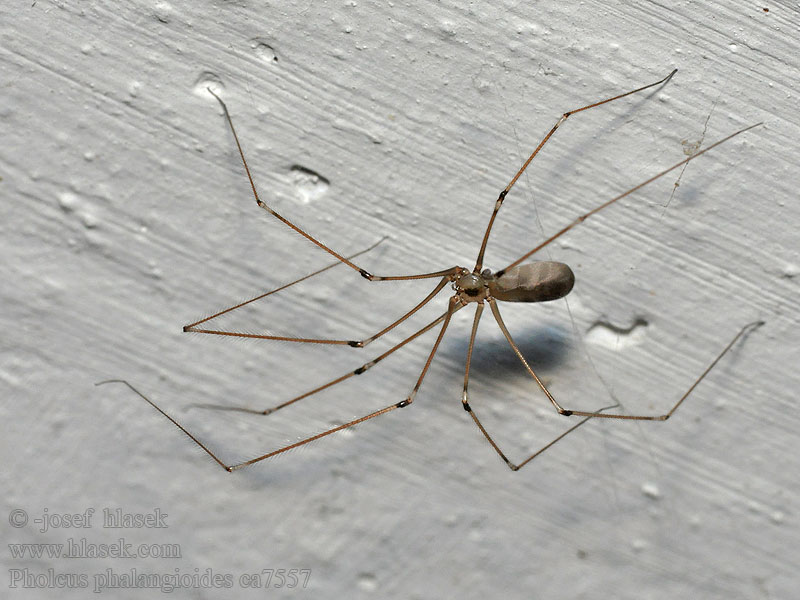 Nasosznik trzęś Pholcus phalangioides