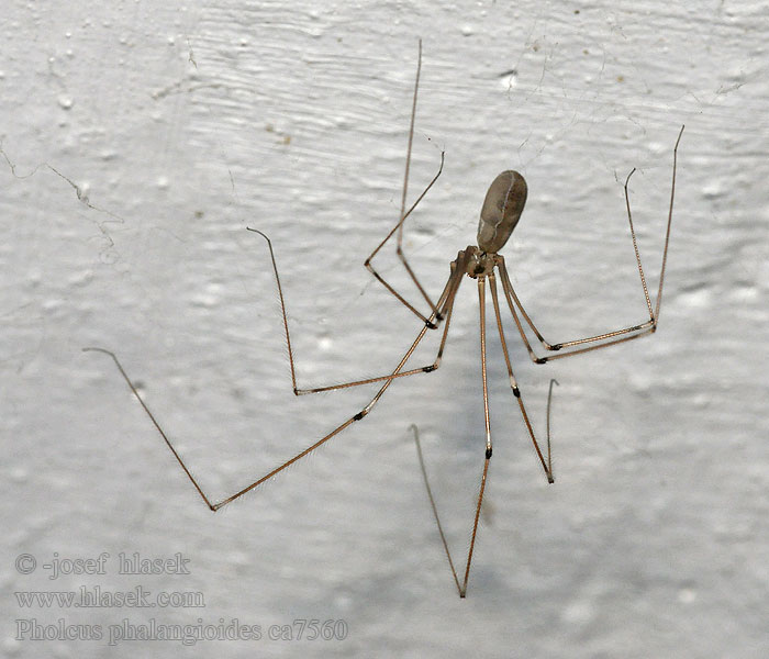 Фолькус фаланговидный Pholcus phalangioides