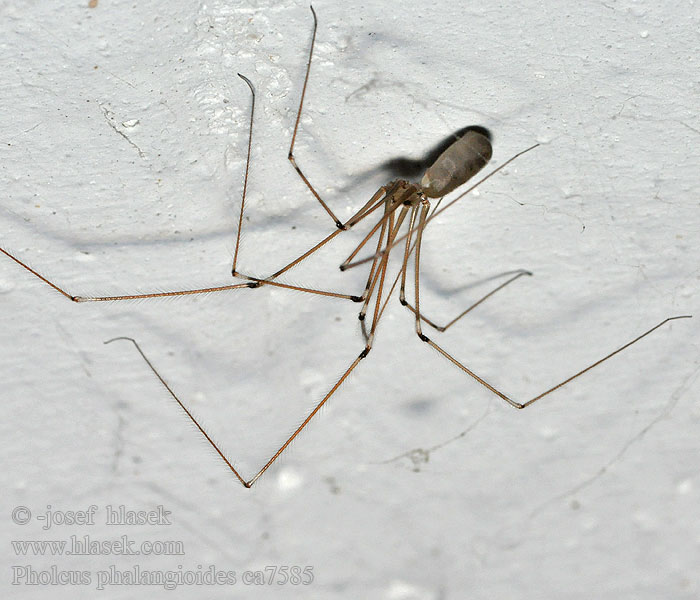 Trasavka veľká Pholcus phalangioides