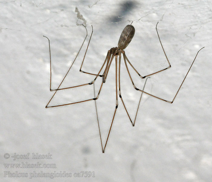 Större dallerspindel Pholcus phalangioides