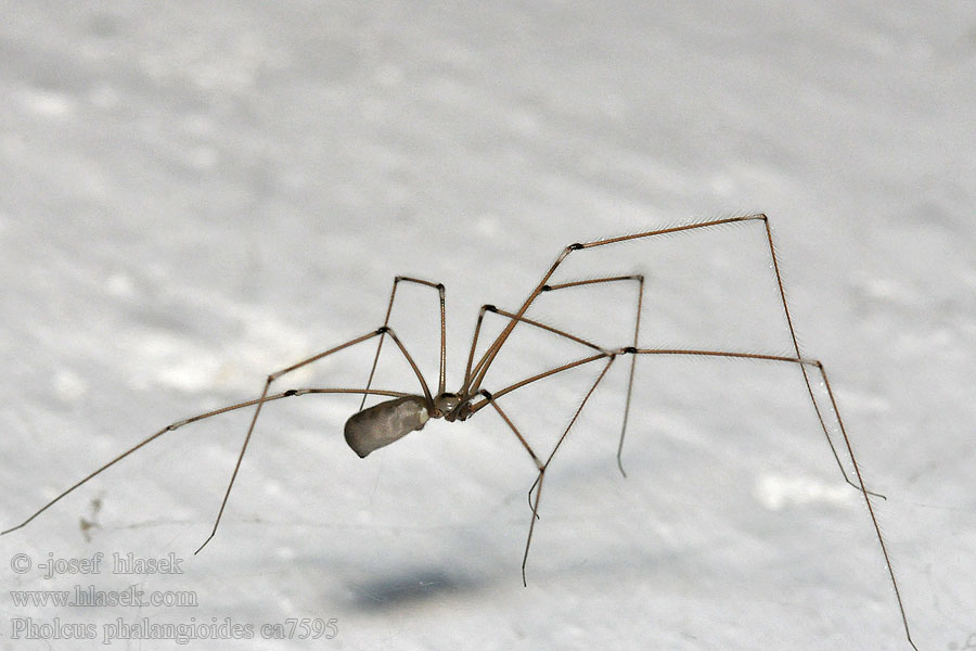 Araña Patas Largas 家幽靈蛛 Pholcus phalangioides