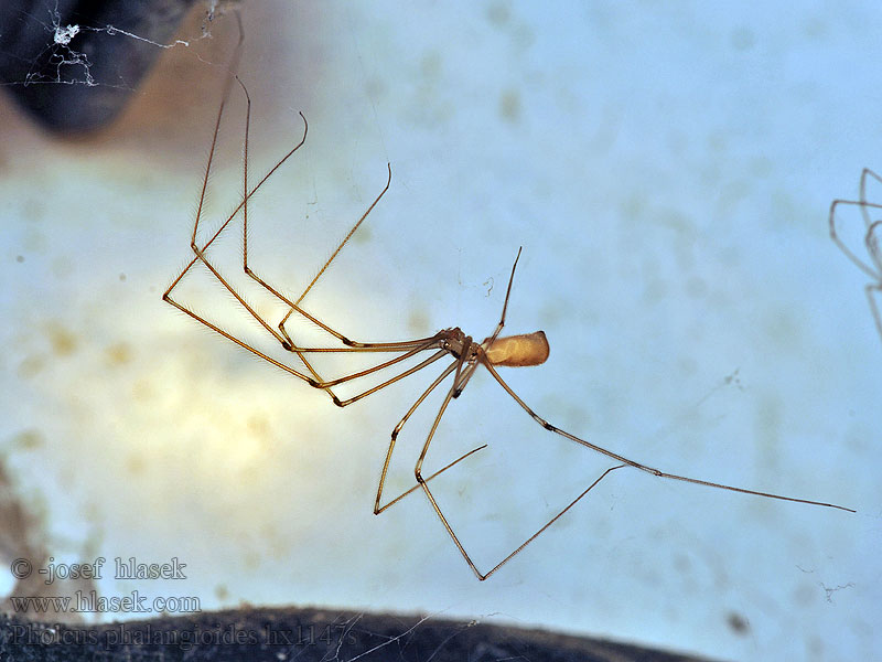 Pholcus phalangioides