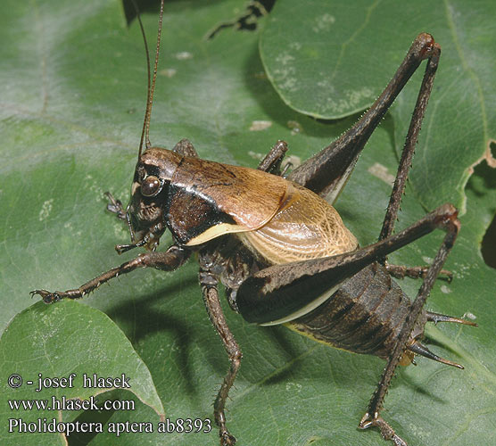 Pholidoptera aptera Decticelle aptère Alpen-Strauchschrecke