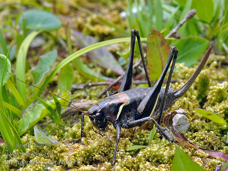 Kobylka počerná Pholidoptera aptera