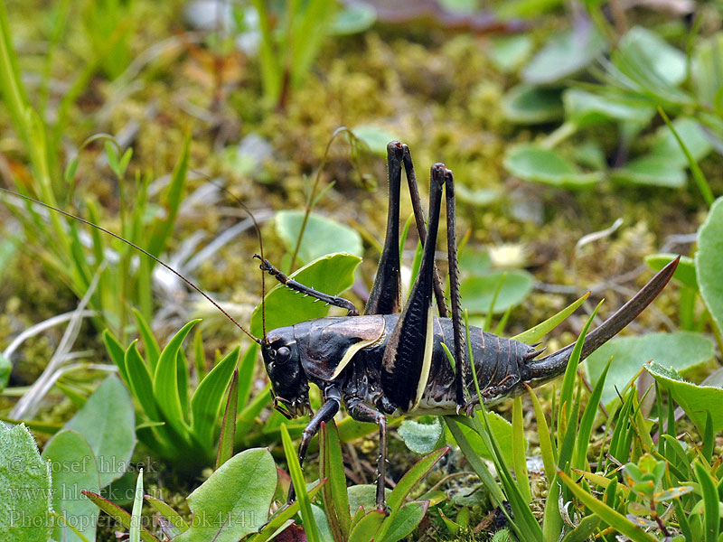 Decticelle aptère Alpen-Strauchschrecke