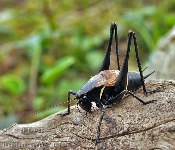 Pholidoptera aptera Decticelle aptère