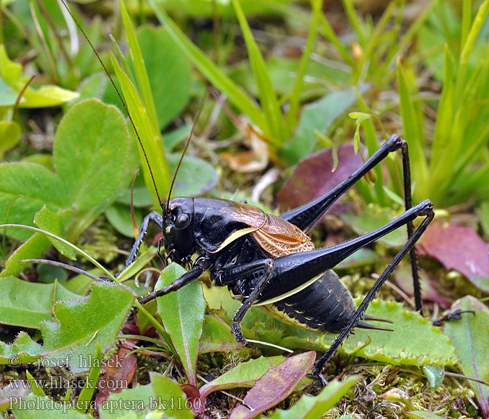 Pholidoptera aptera Alpen-Strauchschrecke