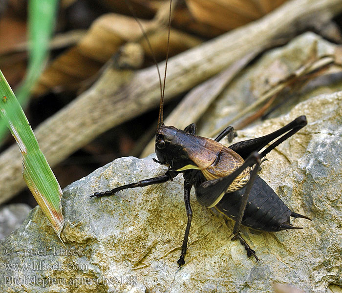 Pholidoptera aptera Podkrzewin bezskrzydły Ćwierkacz