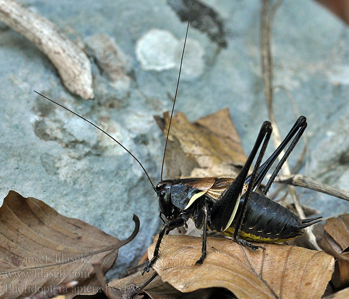 Pholidoptera aptera Kobylka počerná