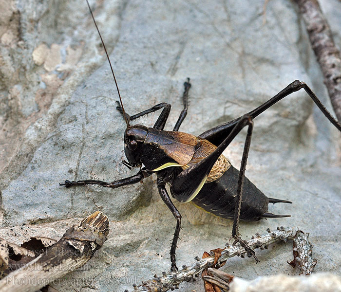 Alpen-Strauchschrecke Pholidoptera aptera