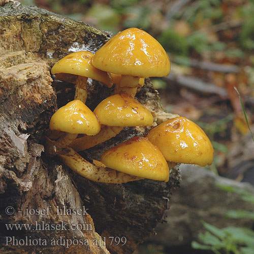 Pholiota adiposa aj1799