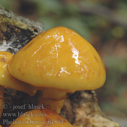 Pholiota adiposa Pholiote graisseuse grasse 검은비늘버섯