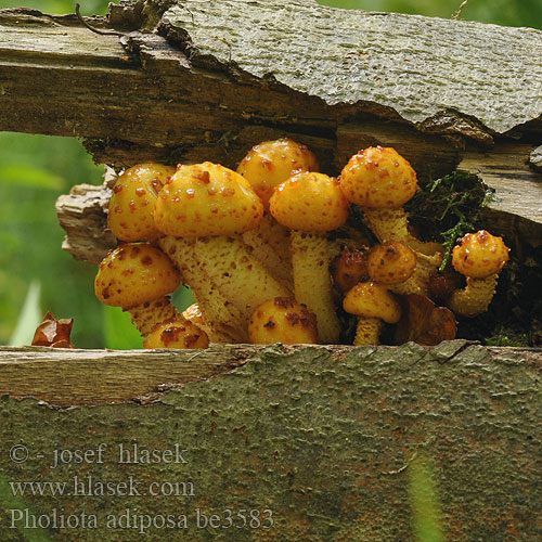 Pholiota adiposa be3583