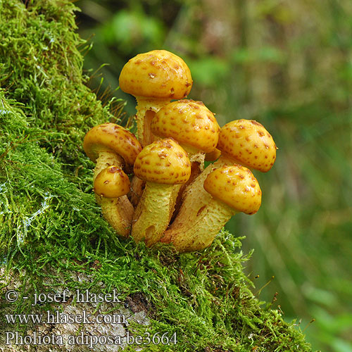 Pholiota adiposa be3664