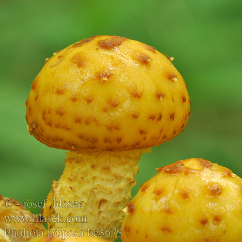 Pholiota adiposa be3673