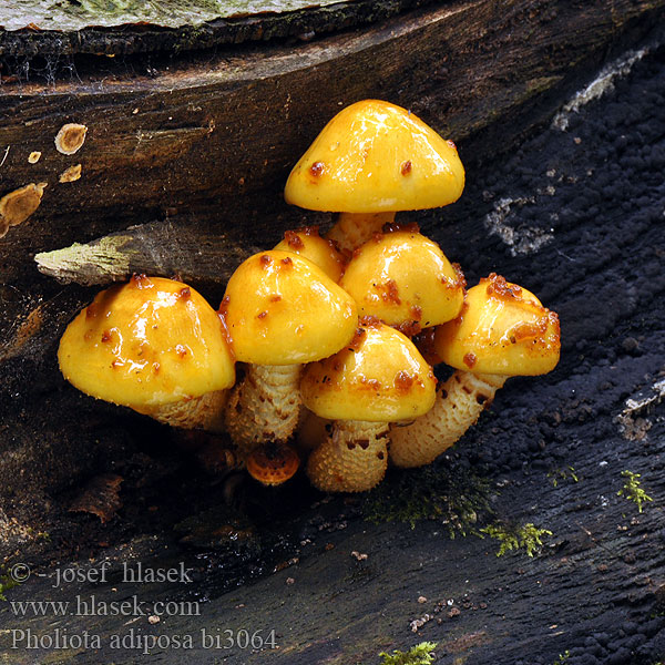 Pholiota adiposa bi3064