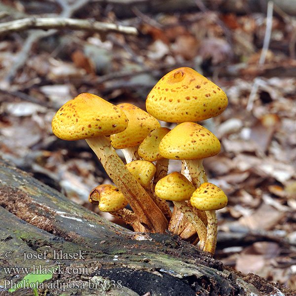 Slimet skælhat Pholiota adiposa ヌメリスギタケ Slijmsteelbundelzwam