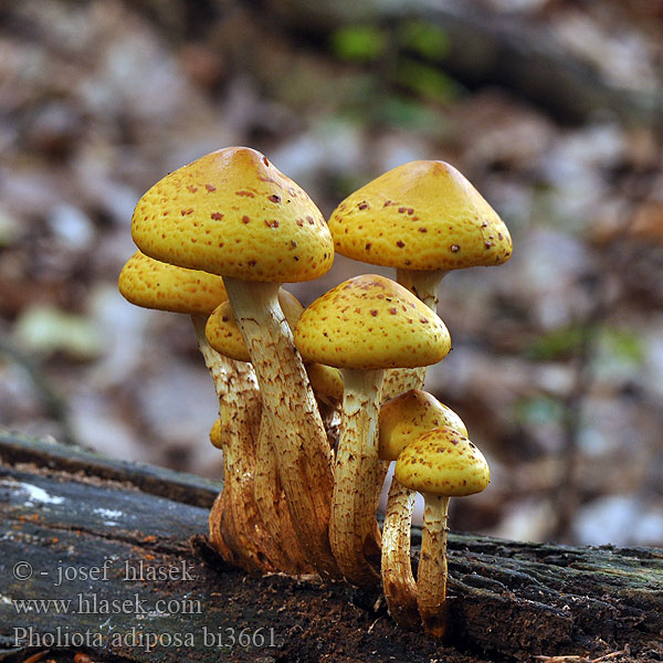 Pholiota adiposa bi3661