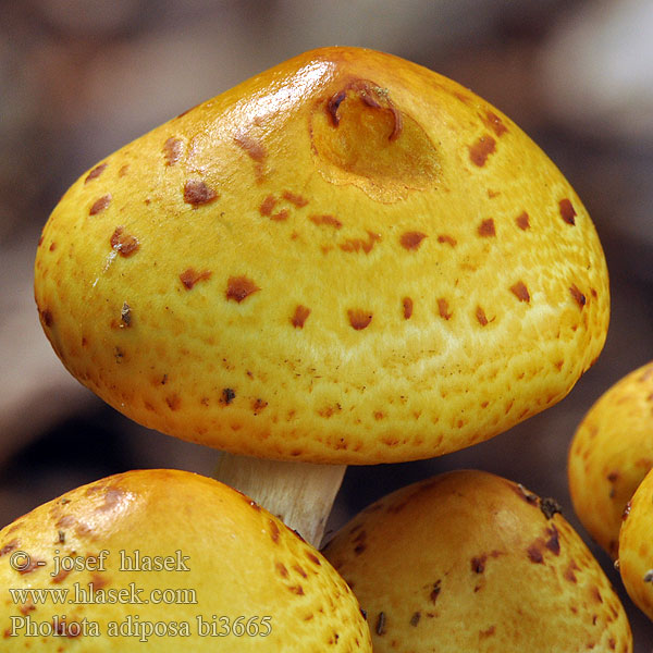 Pholiota adiposa bi3665