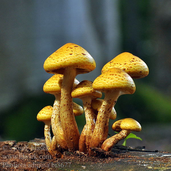 Pholiota adiposa bi3677