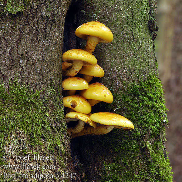 Pholiota adiposa bi4247