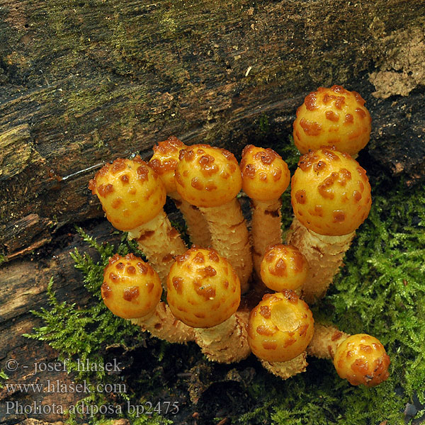 Pholiota adiposa jahnii Šupinovka slizká